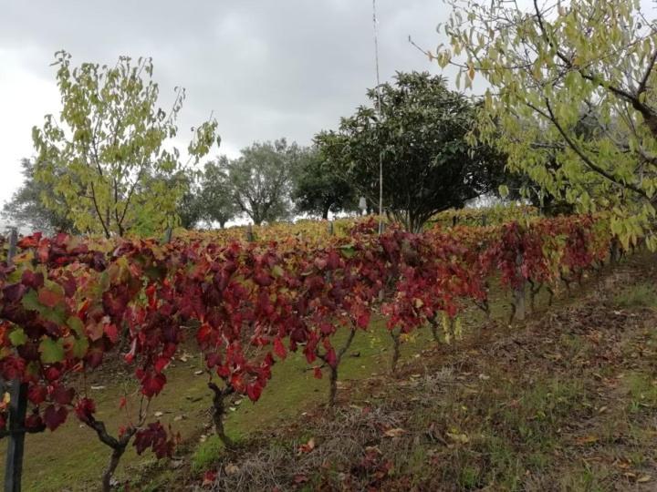 Hospedaria Vale Do Rodo Residencial Peso da Régua Εξωτερικό φωτογραφία